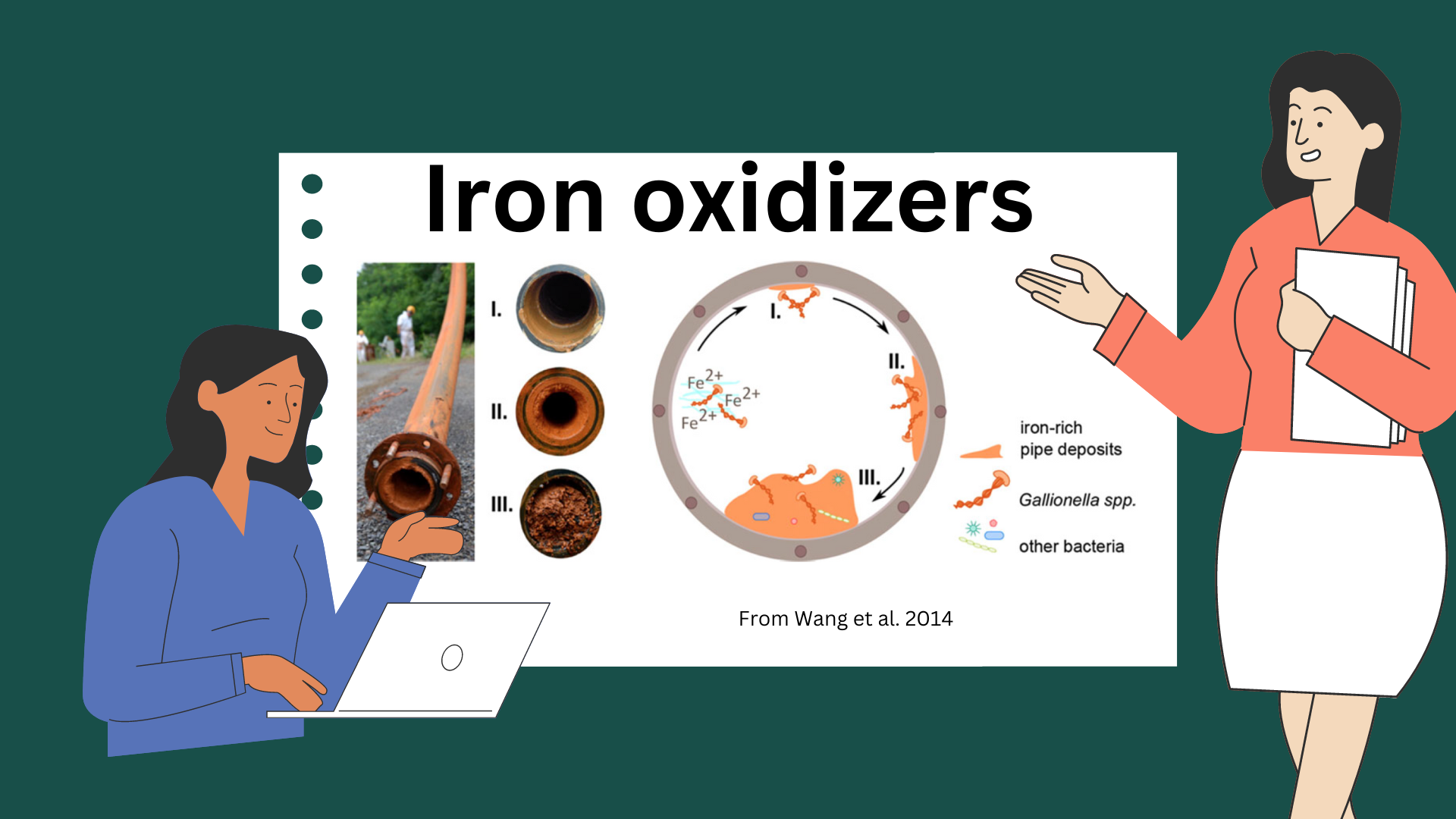 Iron oxidizers